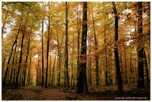 Herbstwald