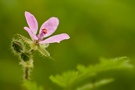 Storchschnabel im Grünen