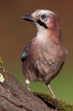 Eichelhäher (Garrulus glandarius)