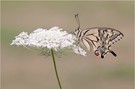 Schwalbenschwanz (Papilio machaon)