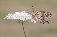 Schwalbenschwanz (Papilio machaon)