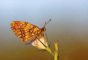 Von der untergehenden  Abendsonne beschienen