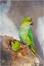 Blauscheitellori ( Glossopsitta porphyrocephala) Purple-crowned Lorikeet