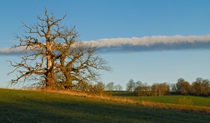 Bäume vor Wolken im Morgenlicht