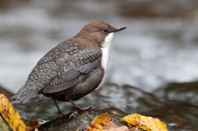 Wasseramsel (zweiter Versuch)