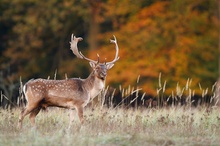 Damhirsch vor herbstlichem Wald