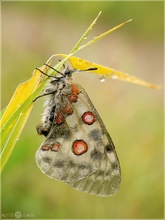 Roter Apollo - Parnassius apollo