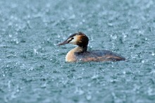 Haubentaucher im Regen