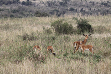 Mutter-Kind-Gruppe bei Impalas