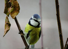 Blaumeise