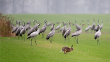 Ostern kommt bekanntlich vor Weihnachten, oder so...