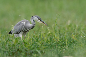 Graureiher (Ardea cinerea)