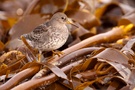 Meerstrandläufer im Tang