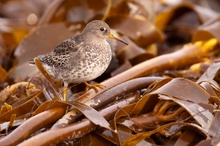 Meerstrandläufer im Tang