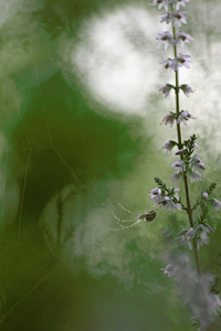 Herbstspinne im Heidekraut