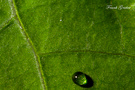 Wassertropfen auf Blatt