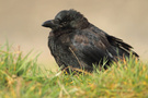 Rabenkrähe ( Corvus corone