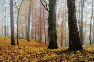 Herbstwald im Nebel