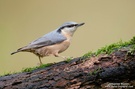 Kleiber (Sitta europaea)