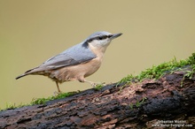 Kleiber (Sitta europaea)