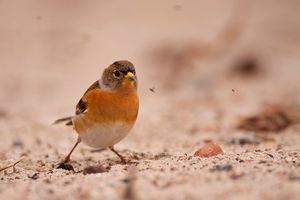 Bergfink am Helgoländer Strand