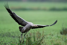 Jungkranich im Flug