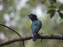 Kurol (Leptosomus discolor) i