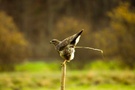 Bussard beim Abkoten