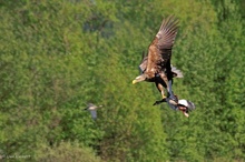 Seeadler jagt Nilgans #03