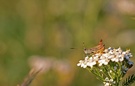 Nachtigall-Grashüpfer - Chorthippus biguttulus