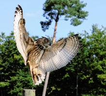 ready for landing