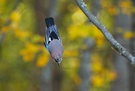 Eichelhäher (Garrulus glandarius)