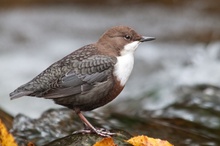 Wasseramsel (dritter Versuch)