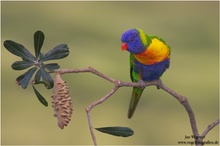 Gebirgs-Allfarblori (Trichoglossus haematodus) Rainbow Lorikeet