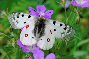 Hochalpenapllo - Parnassius phoebus