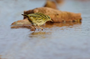 Wiesenpieper im Wasser