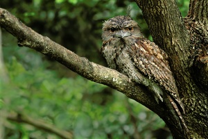 Tawny Frogmouth