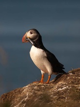 Papageitaucher (Fratercula arctica) mit Sandaale (Ammodytidae)