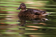 [  Herbst - Ente  ]