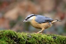 Kleiber im Wald