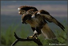 Ferruginous Hawk