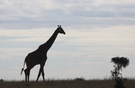Silhouette einer Masai-Giraffe