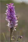 Geflecktes Knabenkraut (Dactylorhiza maculata)