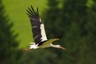 Weissstorch im Flug