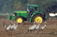 Kraniche profitieren von der Landwirtschaft