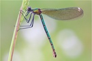 Gebänderte Prachtlibelle (Calopteryx splendens)