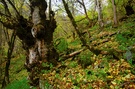 Urwald im NP Hohe Tauern 1