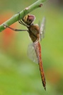 Fremde Schönheit  (Wanderlibelle - Pantala flavescens)