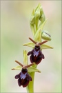 Rätselorchidee