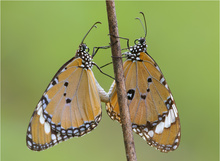 Hochzeit der Tigers